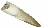 Fossil Plesiosaur (Zarafasaura) Tooth - Morocco #349868-1
